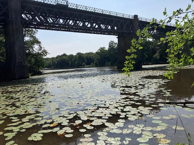 Viaduct and lilly pads